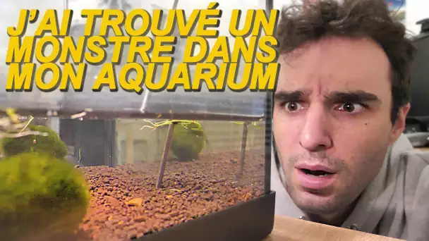 J'ai trouvé mon monstre dans mon aquarium !