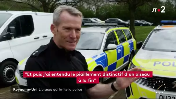 Royaume-Uni : l'oiseau qui imite la police