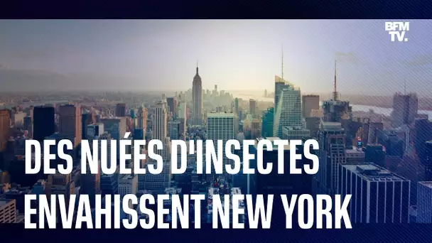 Des nuées de moucherons envahissent la ville de New York aux États-Unis