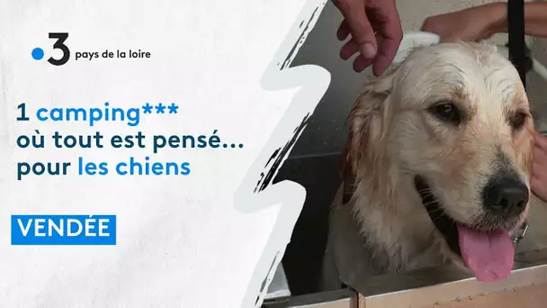 Un camping trois étoiles où tout est pensé... pour les chiens !