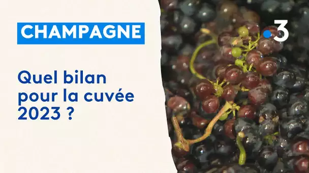 Champagne : le bilan des vendanges 2023