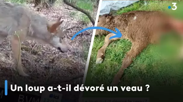 Un loup a-t-il dévoré un veau ?