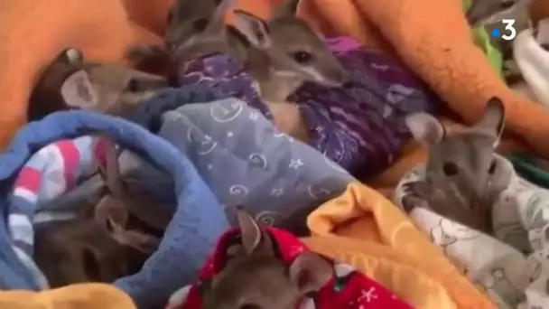 Yonne : un atelier de création de poches pour bébés kangourous