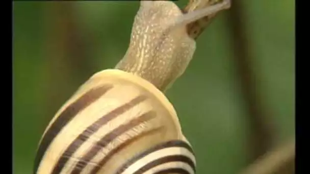 Les Escargots - Documentaire Animalier