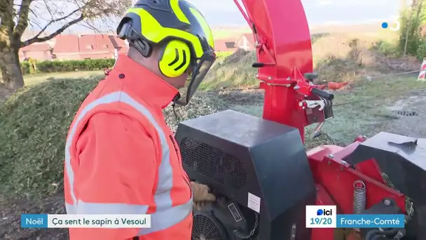 Vesoul : la ville collecte les sapins pour les recycler en compost