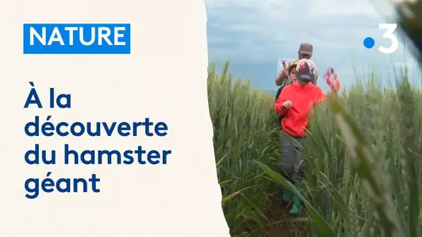 Nature : à la découverte du hamster géant d'Alsace