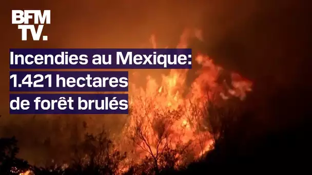 Mexique: 1.421 hectares de forêt brûlés à cause d'une grande sécheresse