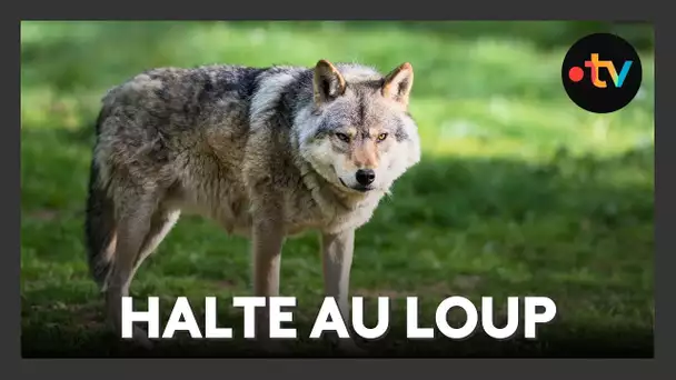 Loup : les éleveurs transhumants en colère contre les attaques