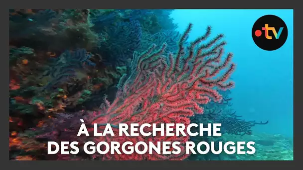Plongée solidaire : comptage des gorgones rouges après plusieurs épisodes de canicule