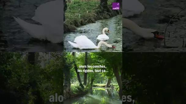 Quand les souvenirs du Marais refont surface.