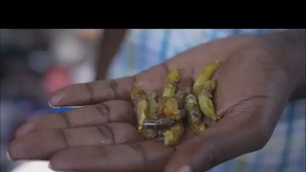 Ouganda : les sauterelles, un mets prisé, délicieux et lucratif • FRANCE 24