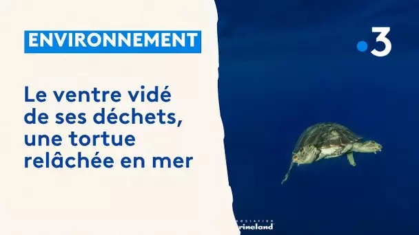 Le ventre vidé de ses déchets, une tortue caouanne relâchée en mer