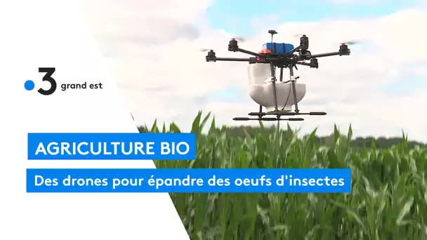 Des insectes largués par drone pour traiter les champs de maïs
