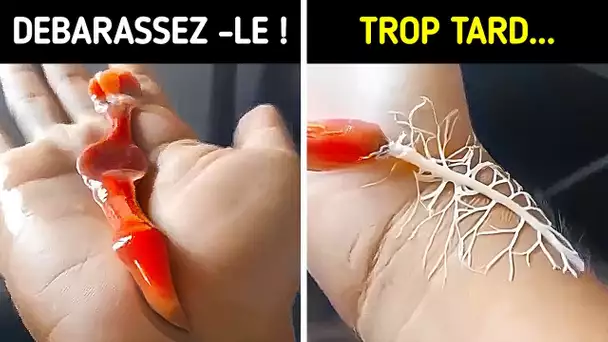 🐛 Attention aux ténias 😨