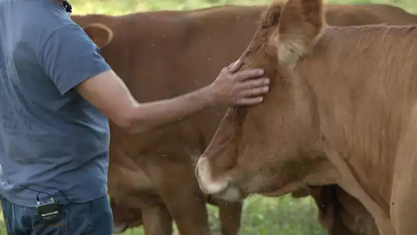 Tuberculose bovine : la colère d'un éleveur dont le troupeau sera abattu
