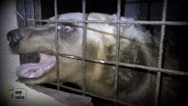 Des ours de cirque mourants dans des cellules en France ! Sauvons les ! Aidons One Voice !