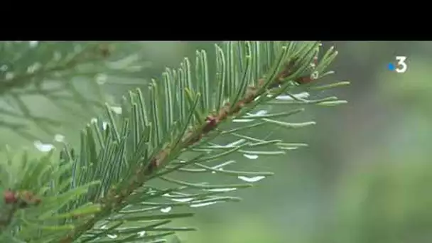 Tarn : il est le roi des forêts, la coupe des sapins de Noël a commencé dans la montagne noire