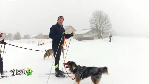 WAZUP | Faire du SKI avec son CHIEN ou son PONEY !