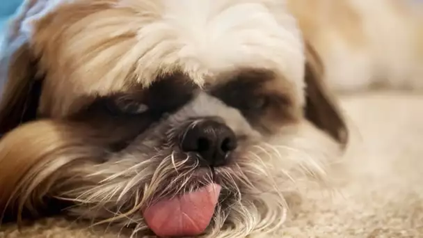 Le shih tzu est moins débile qu&#039;il en a l&#039;air - ZAPPING SAUVAGE