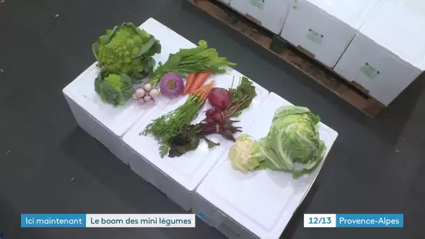 Au MIN de Marseille, avec la star des réseaux sociaux : les mini légumes.