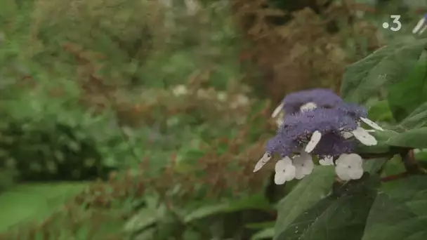 Mon jardin en Normandie - épisode 16 :  Le Jardin de Valérianes, raconté par Michel Tissait