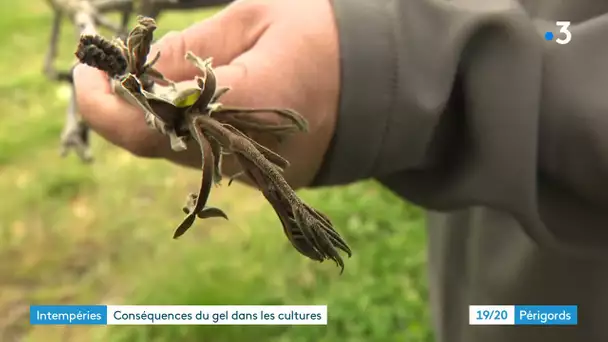 Dégâts importants dans les cultures après deux nuits de gel en Dordogne