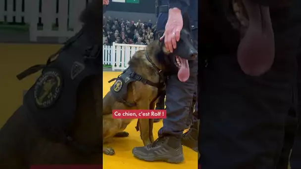 À l'occasion du Salon de l'agriculture, découvrez une démonstration de policier maître-chien.