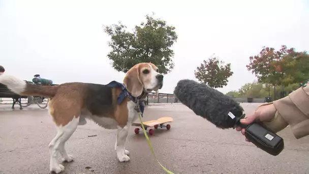 Marvel Ze  Super Beagle : le chien skateur star d'Instagram