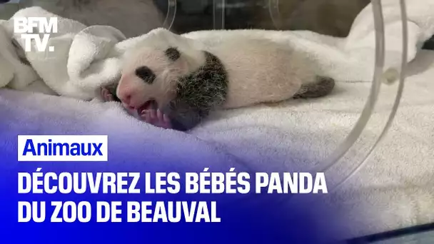 Découvrez les bébés pandas du Zoo de Beauval