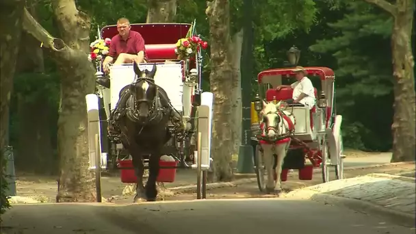 Pedicab et calèche, les taxis à l'ancienne de New York