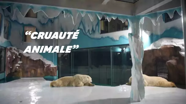 En Chine, cet hôtel accueille deux ours polaires et fait polémique