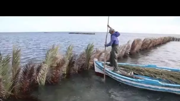 MEDITERRANEO – En Tunisie, découvrons la pêche à la Charfiya et les cultures en Ramli.