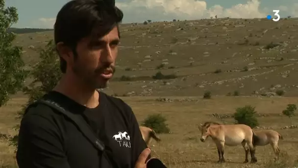 CHEVAUX DE PRZEWALSKI