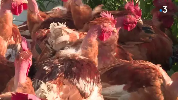 Coronavirus Gard: avec la fermeture des marchés, les exploitants s’organisent pour livrer à domicile