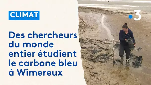 Des chercheurs du monde entier étudient le carbone bleu à Wimereux