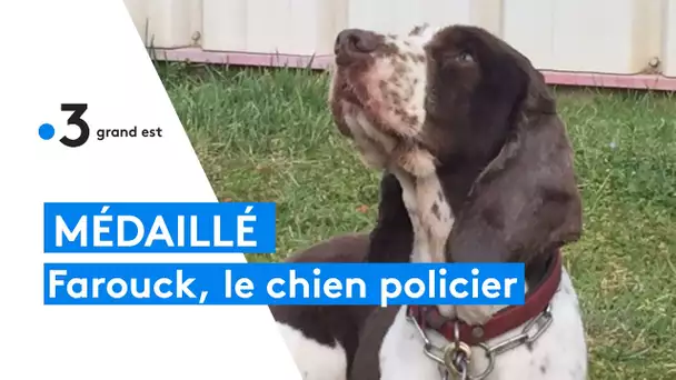 Farouck, chien de la gendarmerie vient de recevoir la médaille de bronze