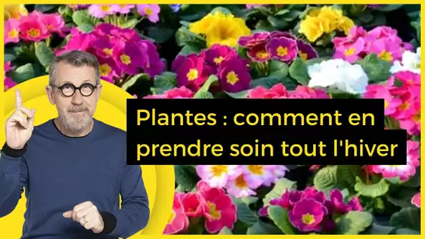 Plantes : comment en prendre soin tout l'hiver - C Jamy