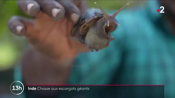 Inde : chasse aux escargots géants