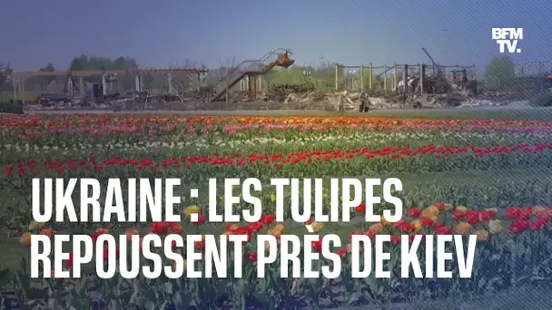 En Ukraine, les tulipes repoussent près de Kiev dans un paysage marqué par la guerre