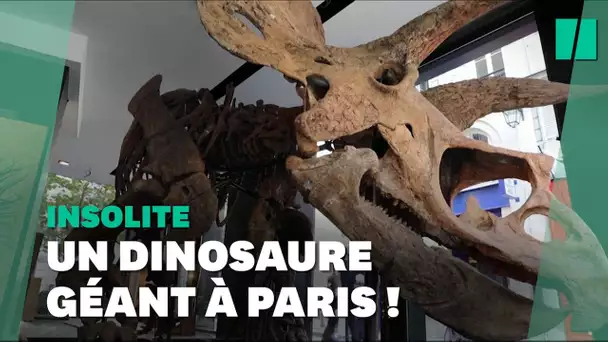 "Big John", le plus grand de tricératops au monde, est arrivé à Paris