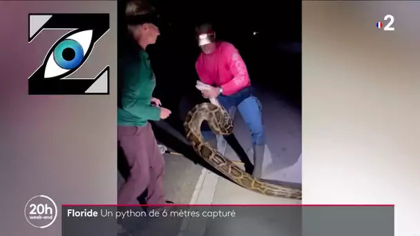 [Zap Télé_2] Un homme tente de capturer un python de 6 mètres en Floride (17/07/23)