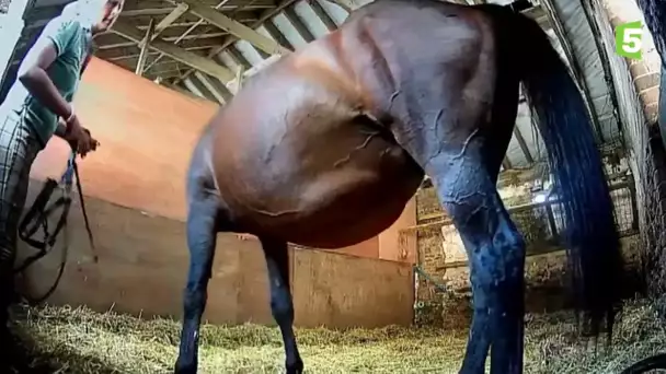 Naissance d&#039;un bébé cheval en direct / Mise bas jument poulain - ZAPPING SAUVAGE