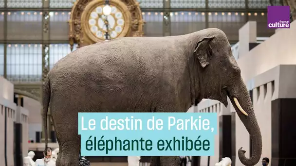 Parkie, l’éléphante au coeur insaisissable - #CulturePrime