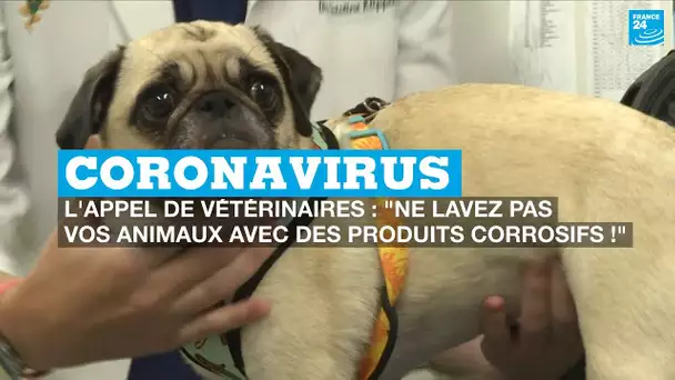 Coronavirus, l'appel des vétérinaires : "Ne lavez pas vos animaux avec des produits corrosifs !"