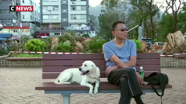 Hong Kong : un chien testé positif au coronavirus placé en quarantaine