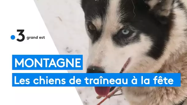 Montagne : les chiens de traîneau à la fête