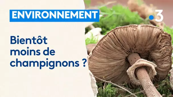 Les champignons victimes du réchauffement climatique : "ils subissent un stress hydrique"