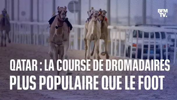 Au Qatar, la course de dromadaires est plus populaire que le football