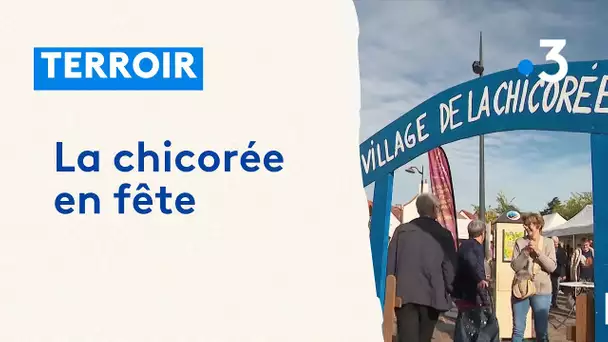 Terroir : La chicorée en fête du 27 septembre au 27 octobre