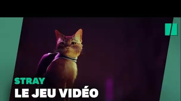 Le jeu vidéo "Stray", favori des César du jeu vidéo, plait aussi beaucoup aux chats